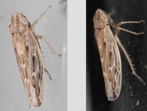 Arocephalus sp.
